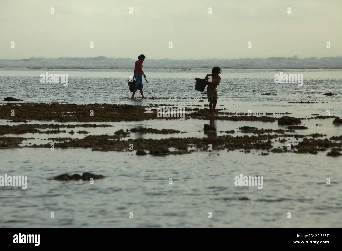 Junge Frauen machten bei Ebbe einen Scherz, als sie an einem felsigen Strand spazieren und Plastikeimer trugen, um Meerprodukte zu sammeln – eine alternative, saisonale Nahrungsquelle auf Sumba Island, East Nusa Tenggara, Indonesien. Stockfoto