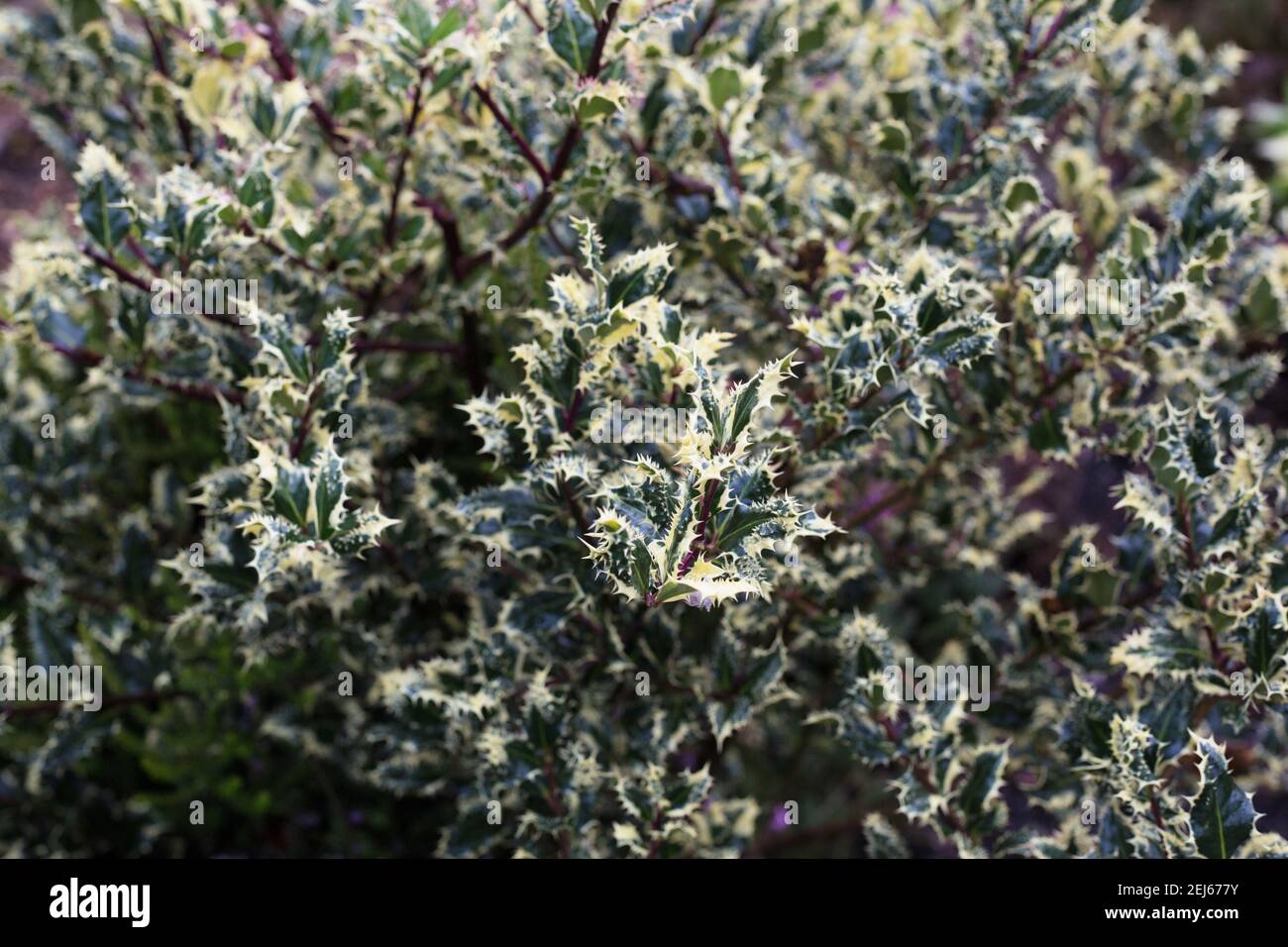 Ilex aquifolium 'Ferox' farblich. Stockfoto