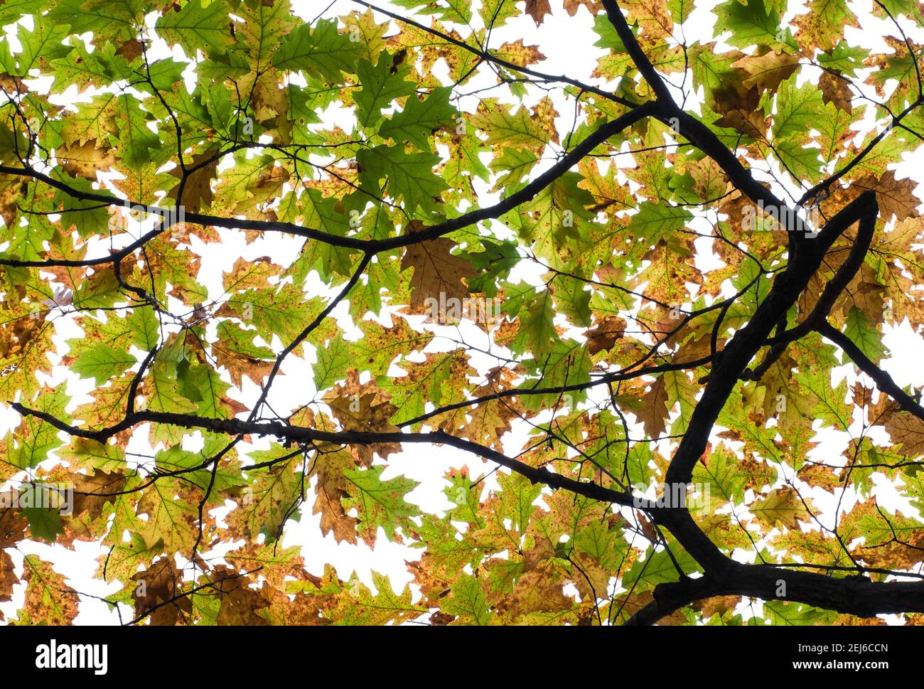 Pineiche Drehfarbe (Quercus palustris), Herbst, Eastern United States, von Bruce Montagne/Dembinsky Photo Assoc Stockfoto