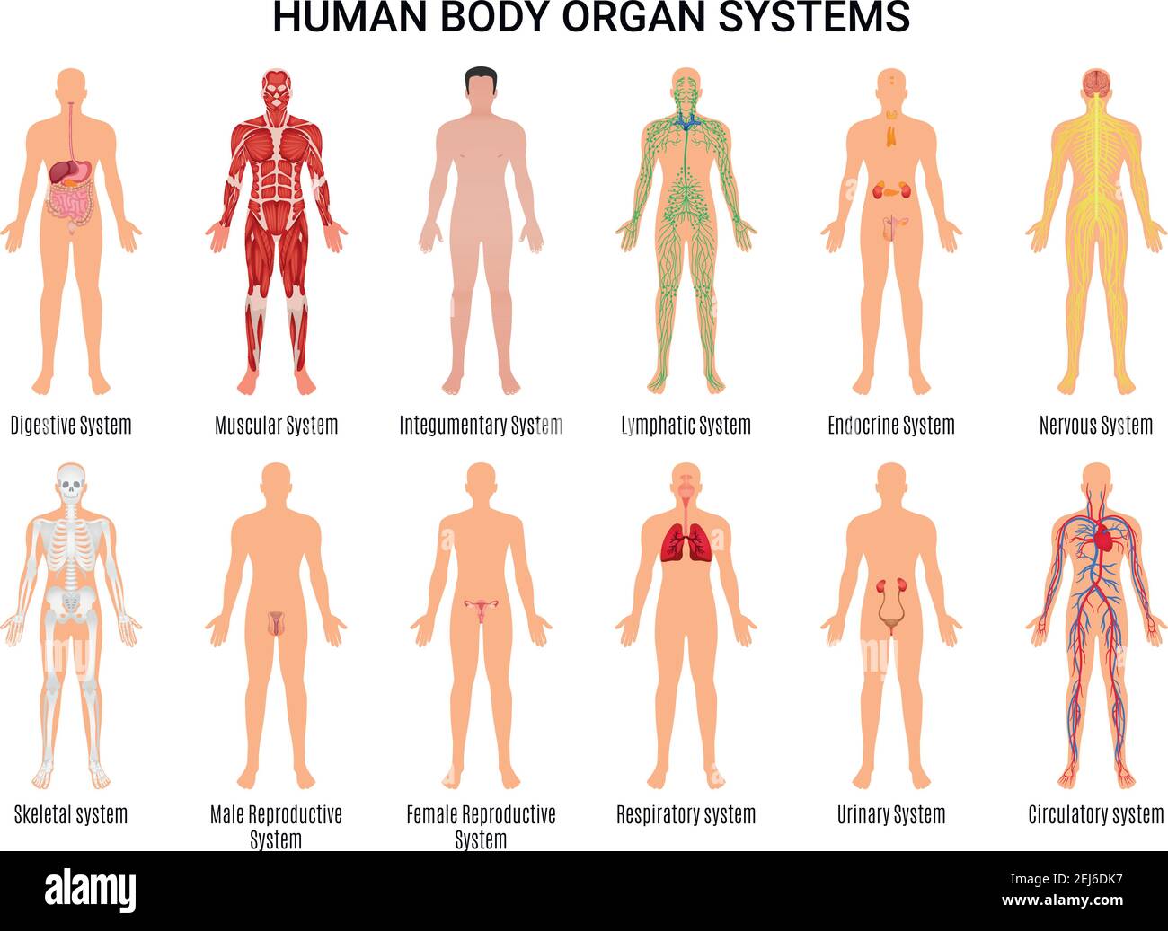Main 12 Organsysteme des menschlichen Körpers flache erzieherische Anatomie Physiologie Vorderseite Rückansicht Karteikarten Poster Vektor Illustration Stock Vektor