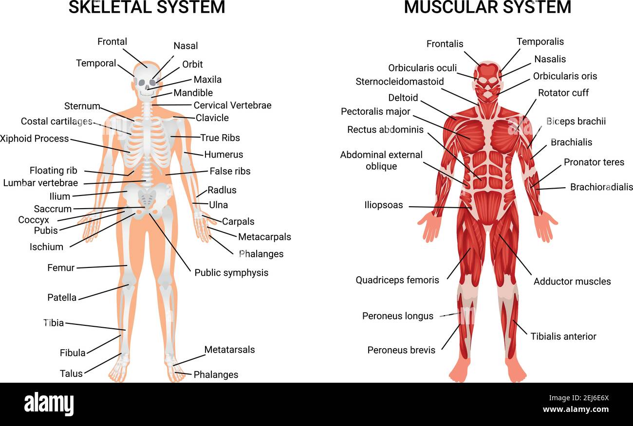 Anatomie-Diagramm der Muskel- und Skelettsysteme vollständiges pädagogisches Poster Darstellung der menschlichen Figur von der Vorderseite Vektor-Illustration Stock Vektor