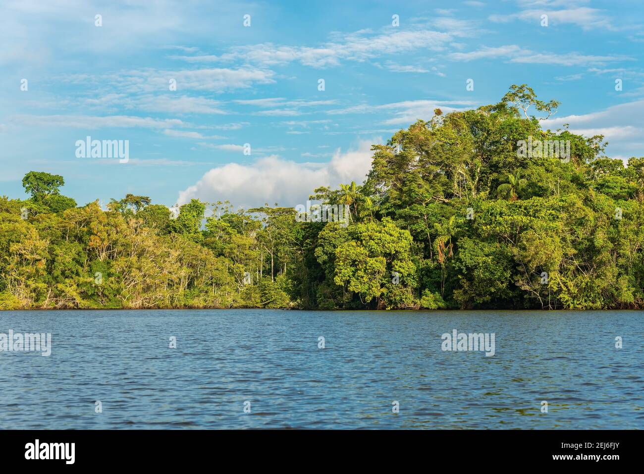 Amazonas Regenwald Landschaft, Yasuni Nationalpark, Ecuador. Stockfoto