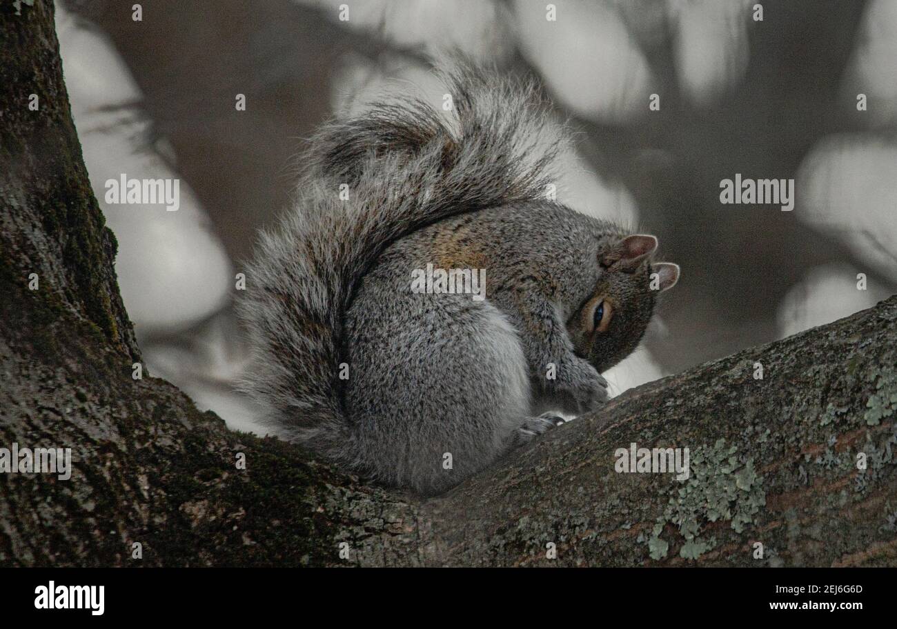 Eichhörnchen beten und ruhen im Baum Stockfoto