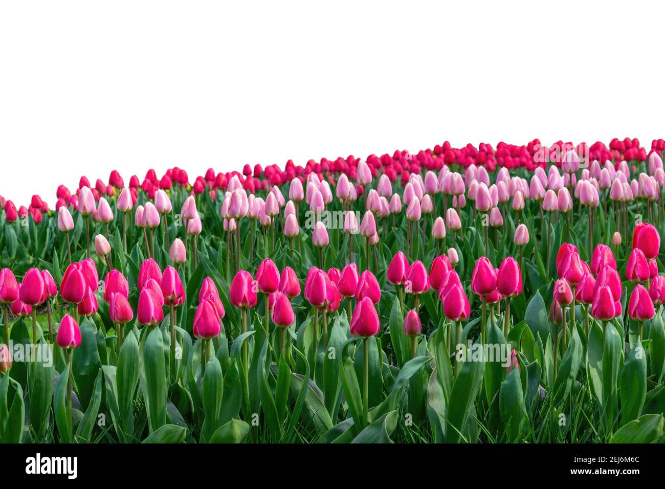 Frühlingskoloful Tulpenzwiebelfeld isoliert auf weißem Hintergrund Stockfoto