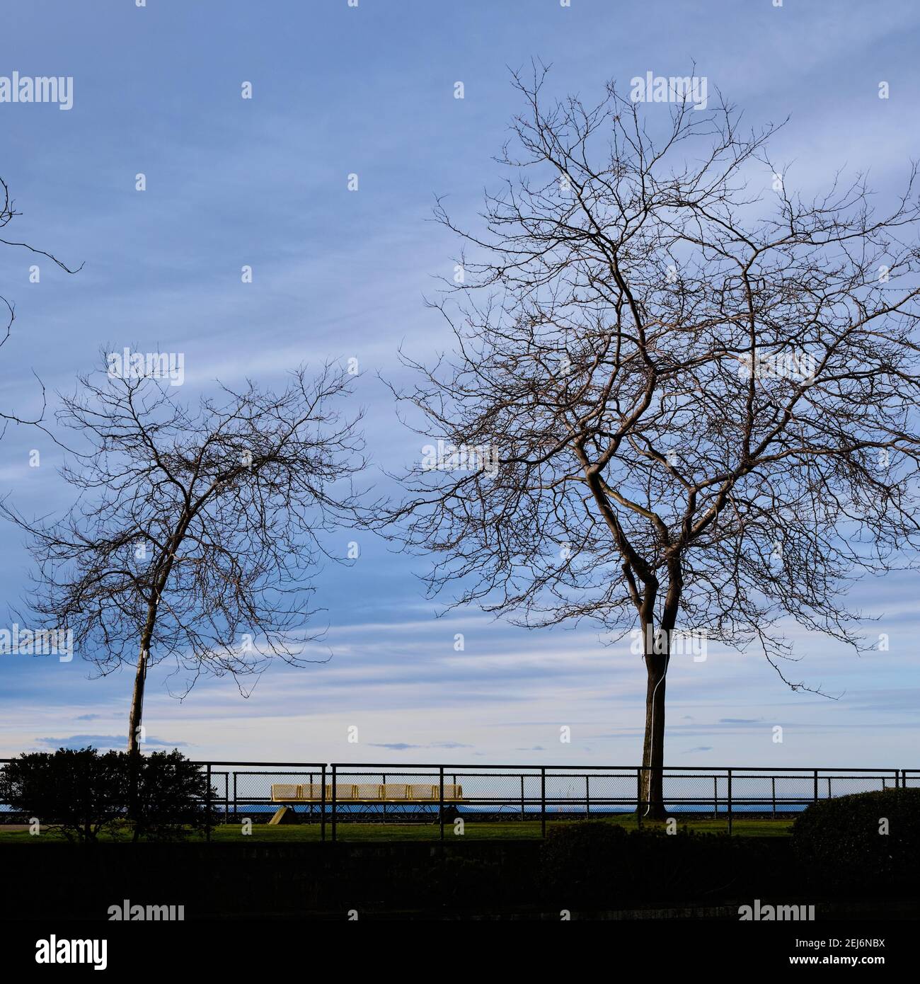 Eine Reihe von gelben Sitzen, eingerahmt von zwei blattlosen Bäumen an der Uferpromenade von White Rock... ein beliebter Ort für viele im BC'S Lower Mainland Stockfoto