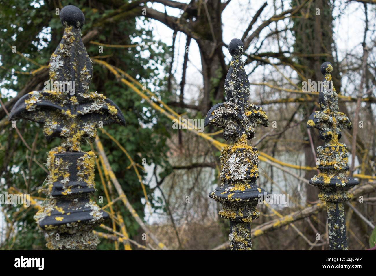 Bunte orange Flechten auf den Fleur de Lis Spitzen eines Metallzauns. Stockfoto