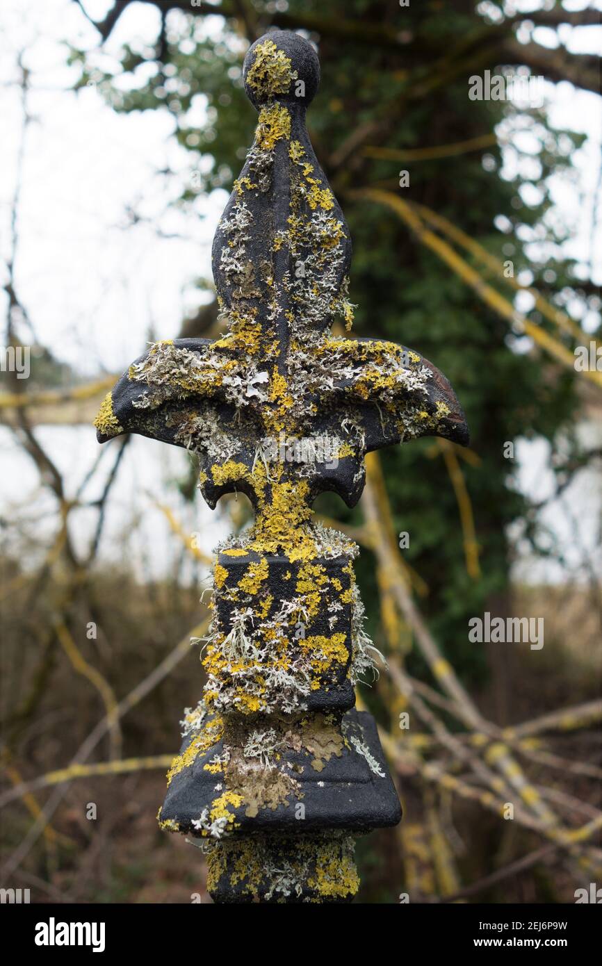 Bunte orange Flechten auf den Fleur de Lis Spitzen eines Metallzauns. Stockfoto