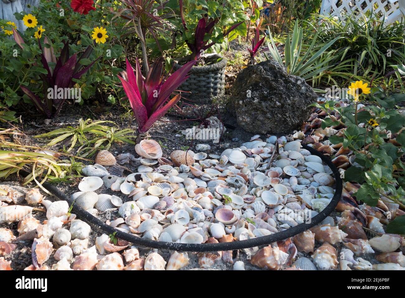 Muscheln als Bodenabdeckung am J. Luther Cook Beach Garden am St. Pete Strand in St. Petersburg, Florida. Stockfoto