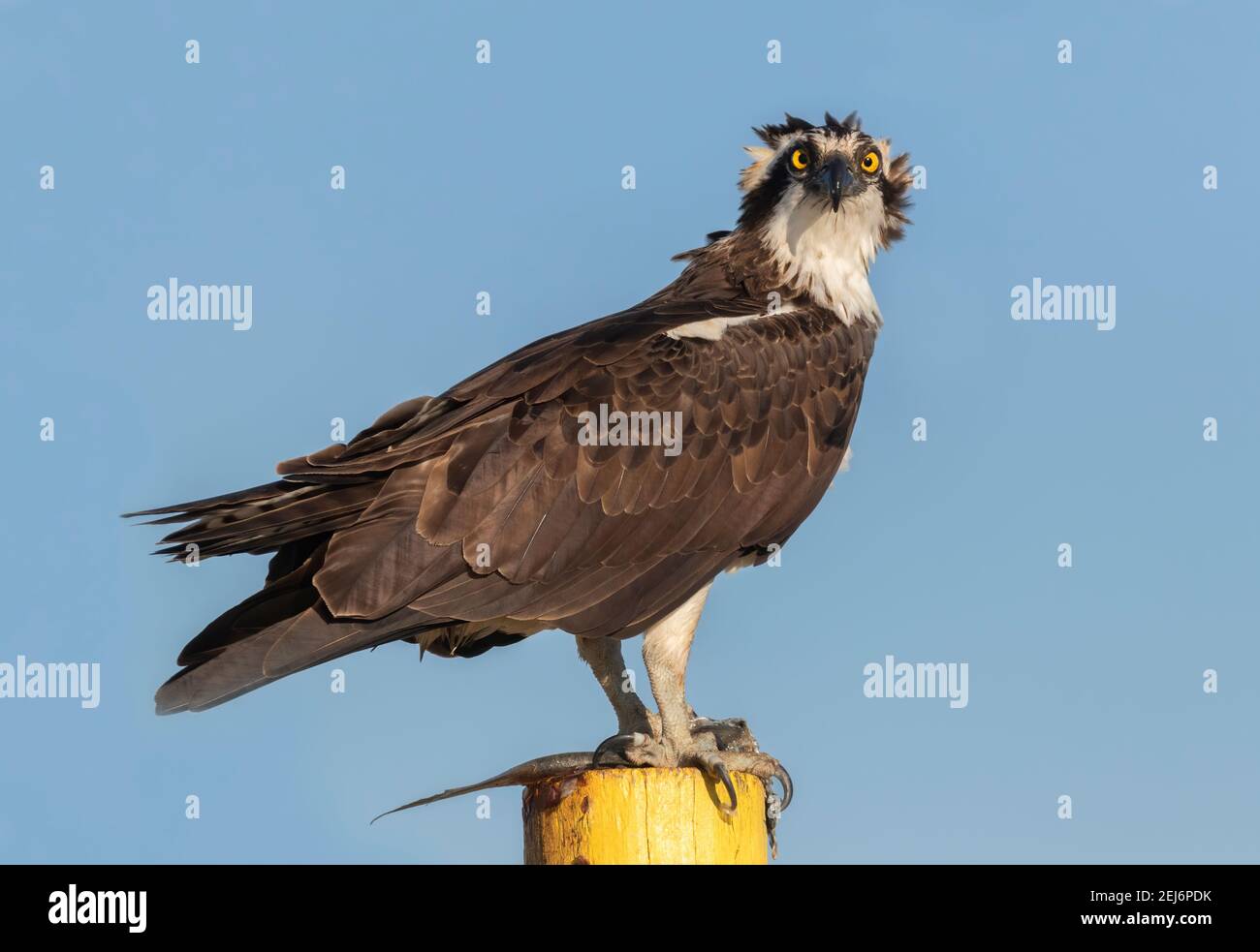 Der Fischadler (Pandion haliaetus) thront mit Fischen in Krallen auf blauem Himmel Hintergrund, Texas Stockfoto