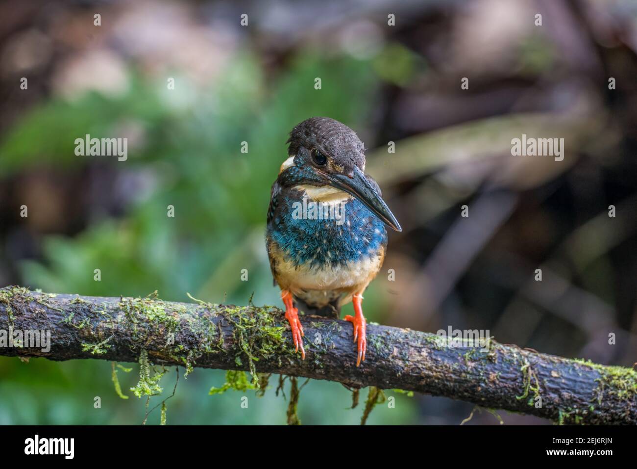 Blaubändiger Eisvogel Alcedo euryzona männlicher Barsch auf einem Ast Stockfoto