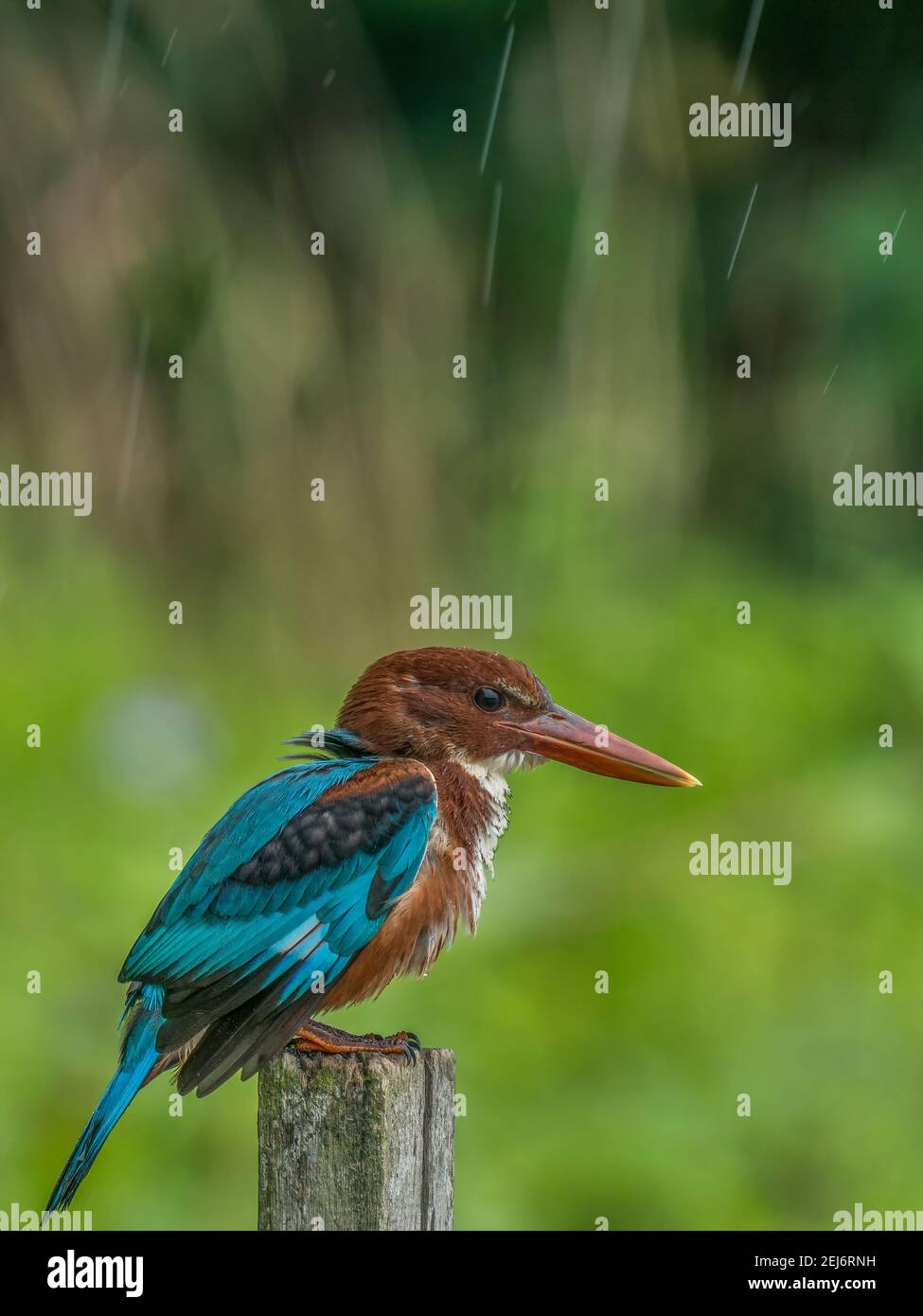 Weißkehlvogel oder Weißbrustvogel Halcyon smyrnensis im Regen Stockfoto