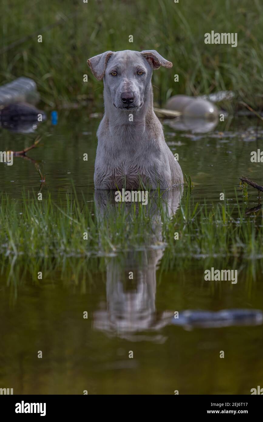 Streunende Hunde kühlen sich im Wasser ab Stockfoto