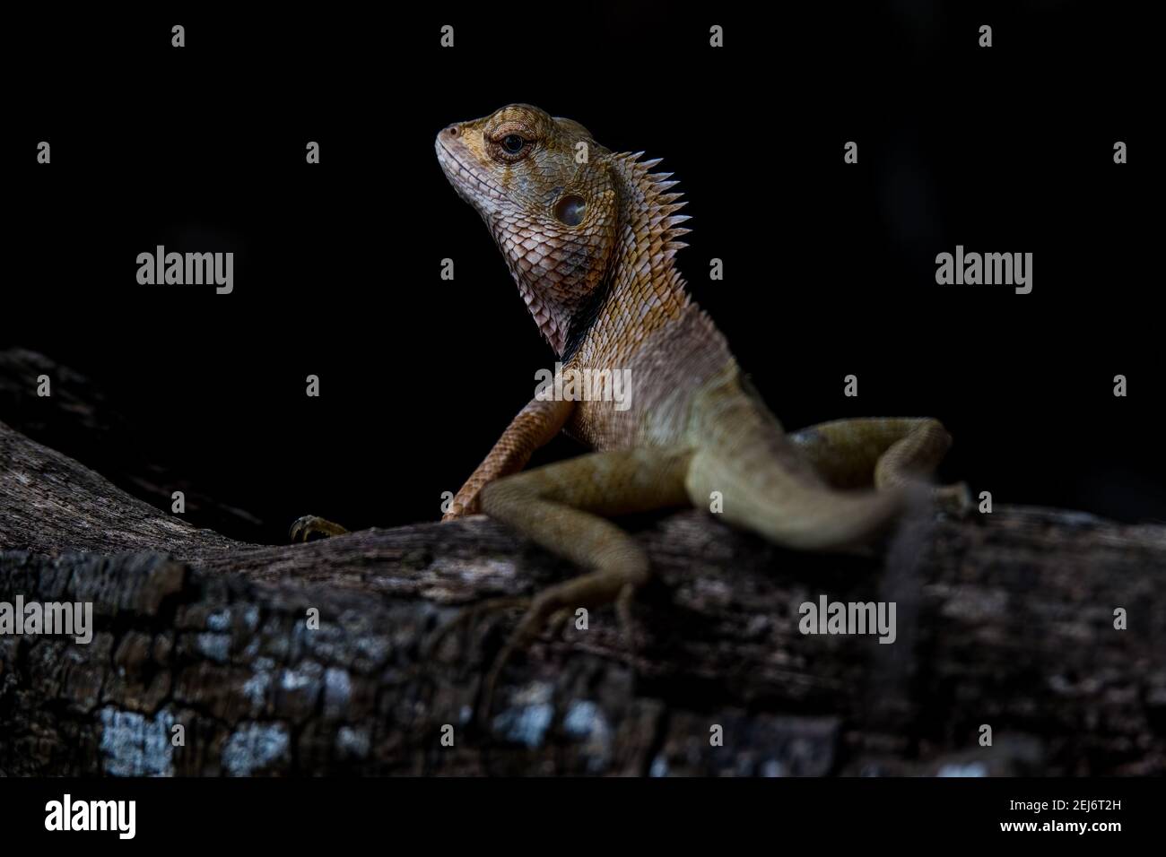 orientalische Garteneidechse, östliche Garteneidechse, Blutsauger oder wandelbare Eidechse Caloes versicolor mit dunklem Hintergrund Stockfoto