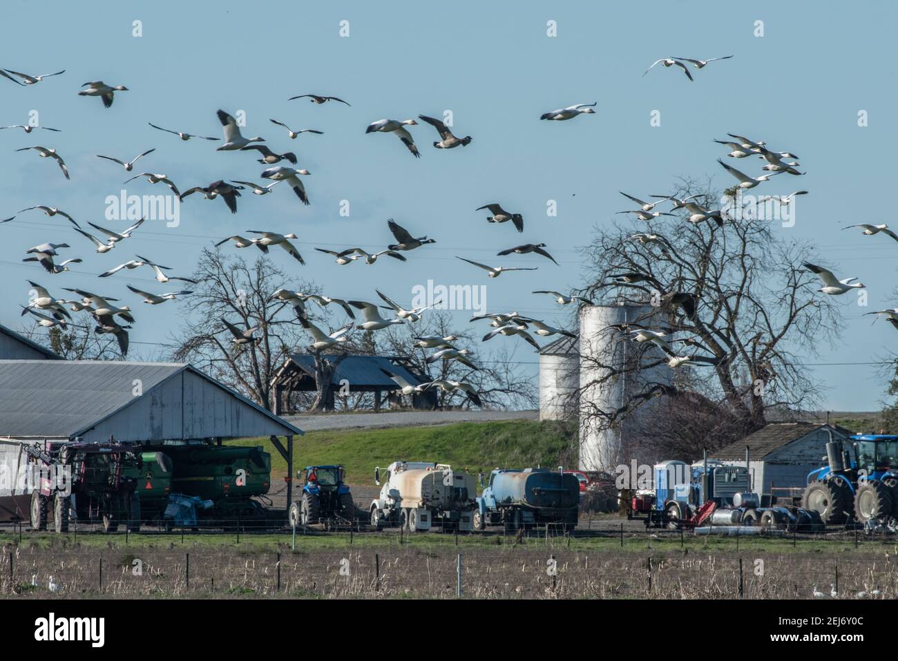 Beflockende Schneegänse (Anser caerulescens) fliegen über einen Bauernhof und Traktoren. Die Vögel koexistieren mit der menschlichen Entwicklung auf Ackerland. Stockfoto