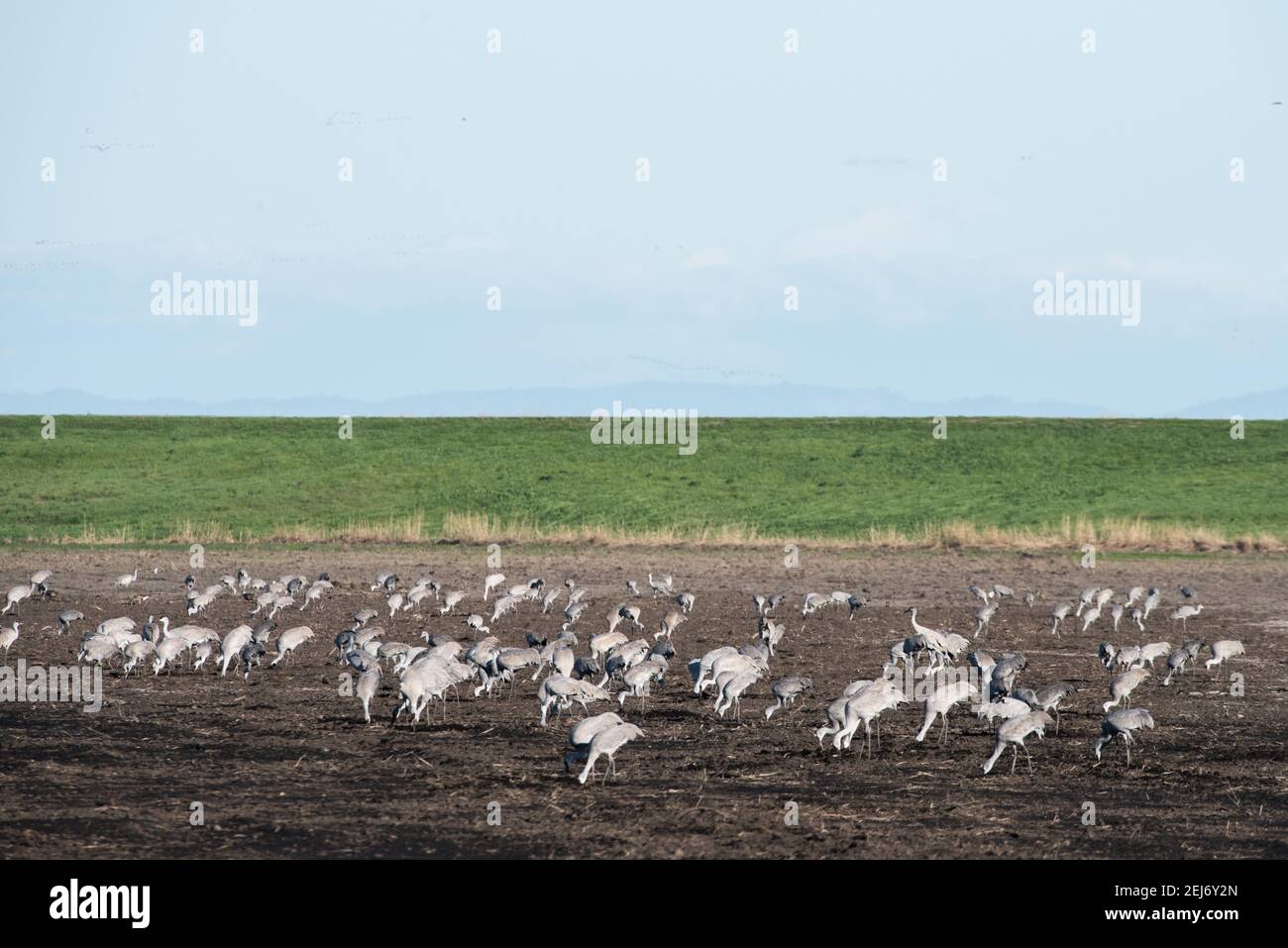 Eine große Herde wandernder Sandhügelkrane (Antigone canadensis), die auf einem leeren Feld im Cosumnes River Preserve in Nordkalifornien grasen. Stockfoto