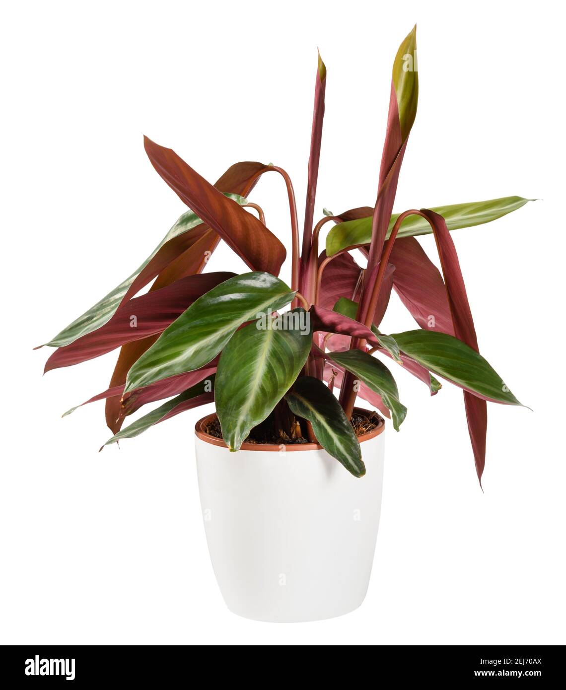 Calathea triostar Topfpflanze, die das Curling oder Rolling up zeigt Von den ornamentalen, bunten Blättern, die typisch für Gebetspflanzen sind Eine Nahaufnahme der Seitenansicht ist Stockfoto