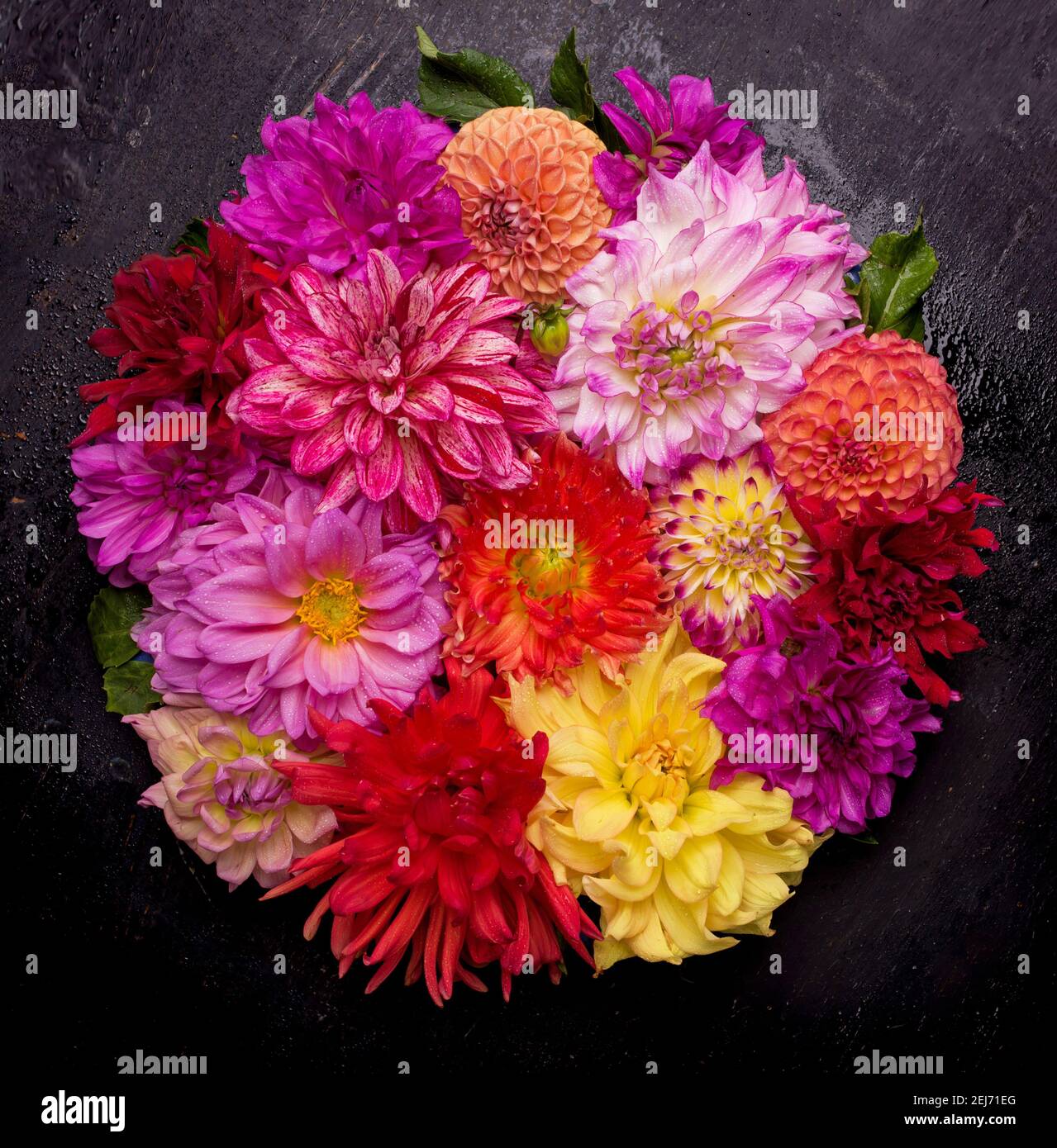 Rot, weiß, gelb Dahlia august bunten Hintergrund. Blick auf mehrfarbige Dahlia-Blumen. Schöne Dahlia Blumen auf grünem Hintergrund. Sommerblumen Stockfoto