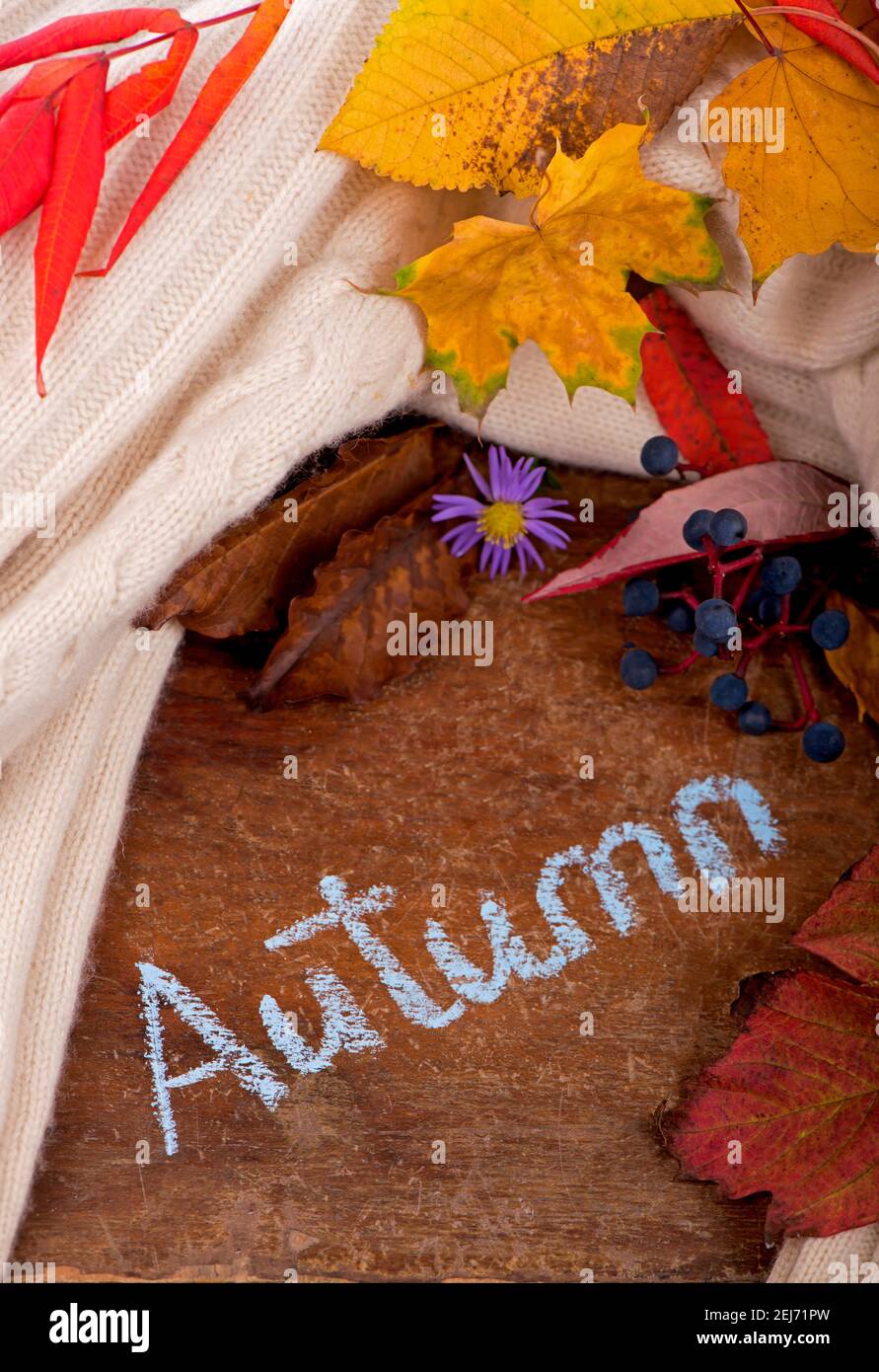 Herbsthintergrund mit farbigen Blättern auf Holzbrett. Stockfoto