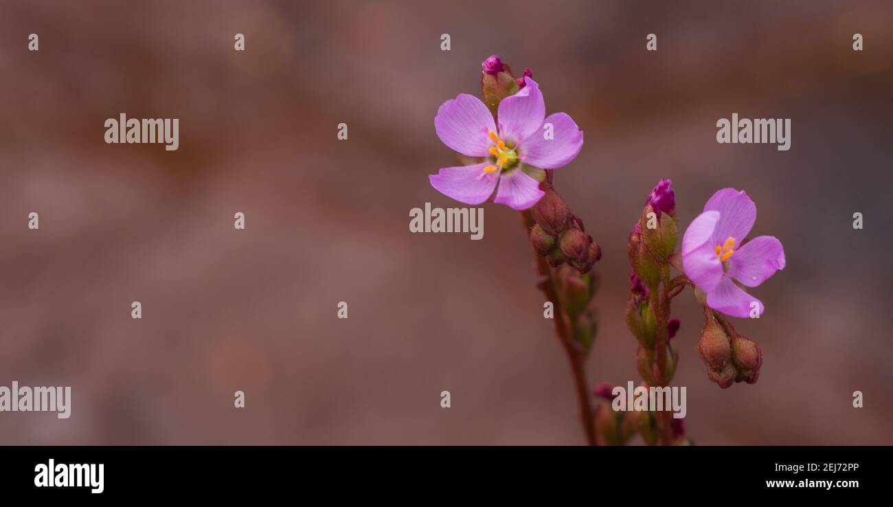 Nahaufnahme der rosa Blume der Drosera latifolia, aufgenommen in einem natürlichen Lebensraum in der Nähe von Diamantina in Minas Gerais, Brasilien mit Copypace Stockfoto