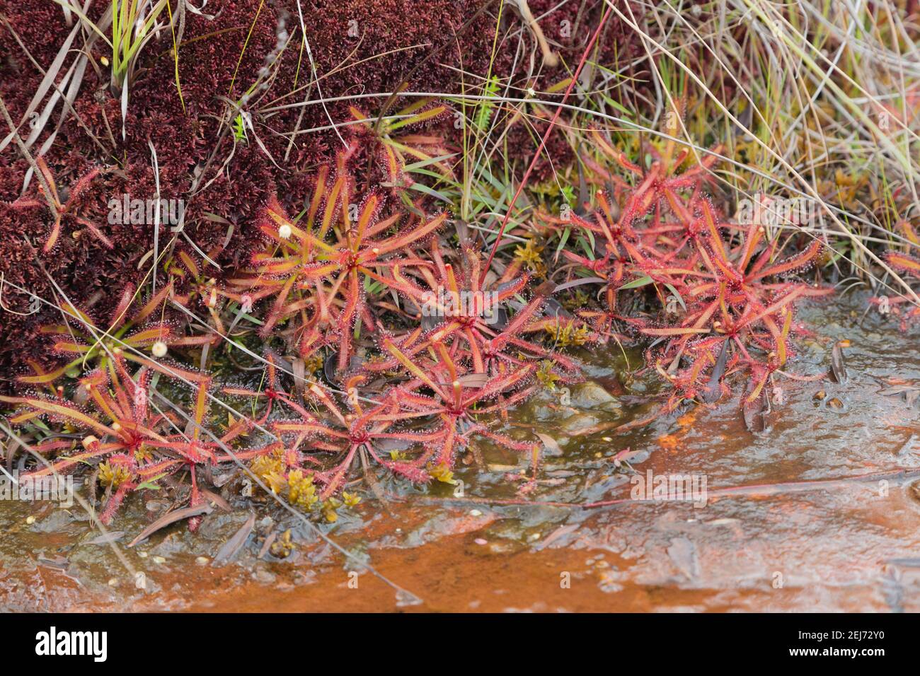 Gruppe der Sonnentau Drosera latifolia im natürlichen Lebensraum bei Diamantina in Minas Gerais, Brasilien Stockfoto