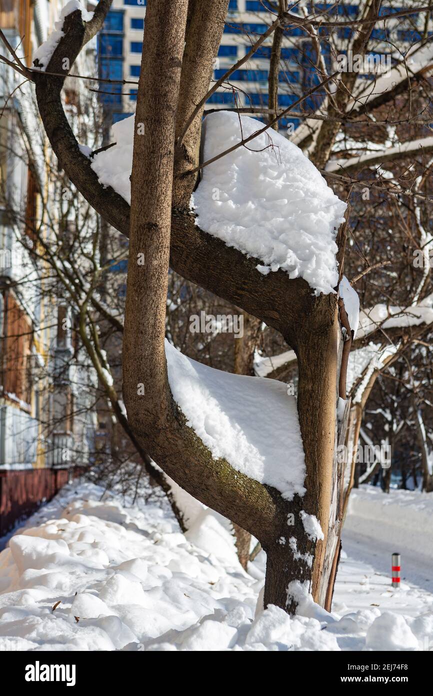 Schneeverwehungen auf einem Baum nach starkem Schneefall Stockfoto