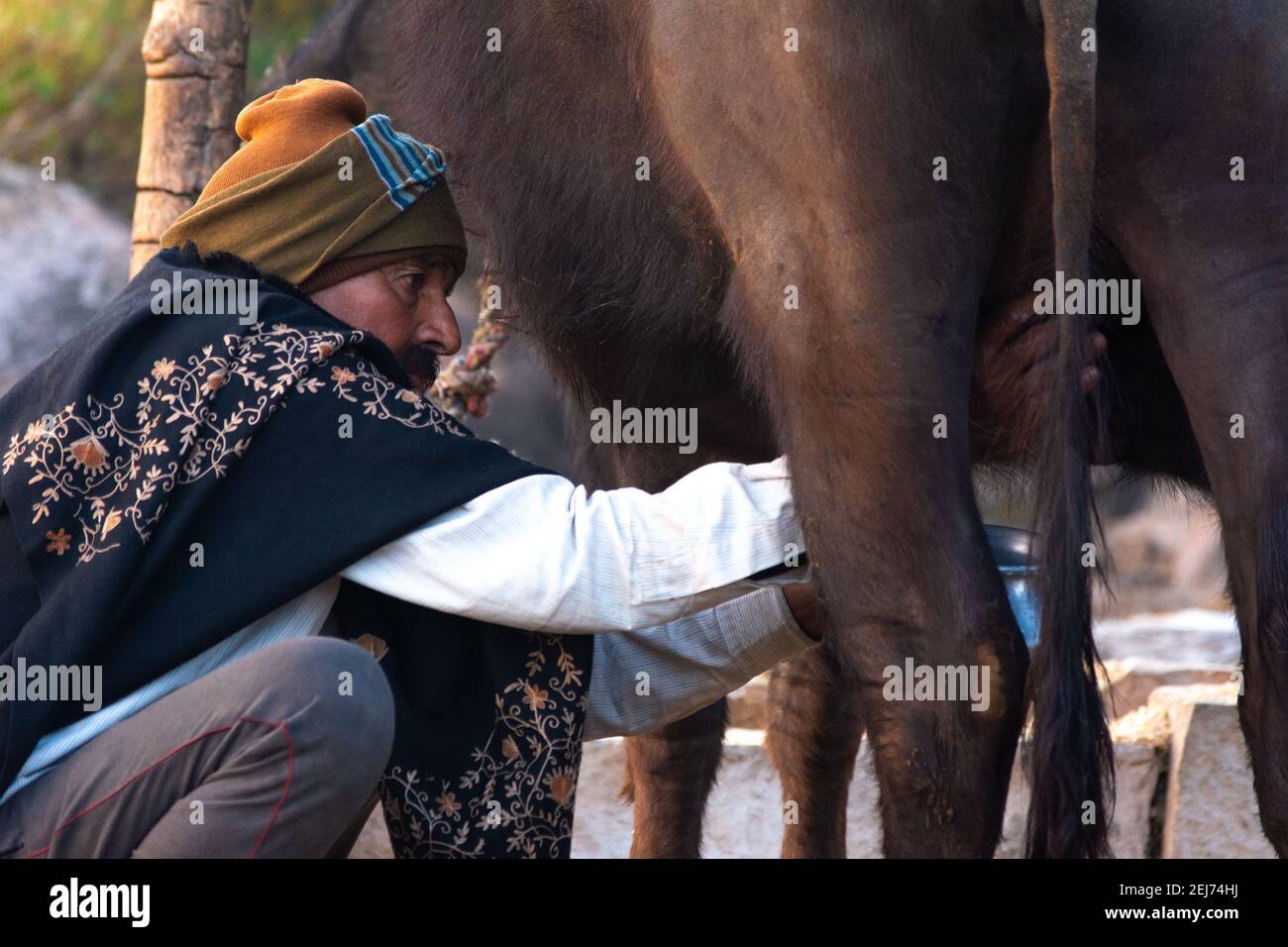 TIKAMGARH, MADHYA PRADESH, INDIEN - 17. FEBRUAR 2021: Milchmann melkt seinen Buffalo. Stockfoto