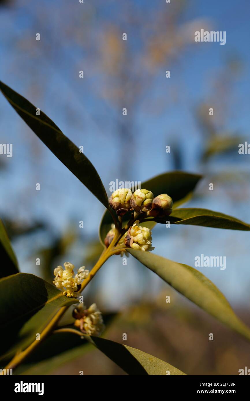 Blütenstände der weißen Dolde von California Bay, Umbellularia californica, Lauraceae, einheimischer Strauch, Bluff Creek Trail, Südkalifornien Küste, Winter. Stockfoto