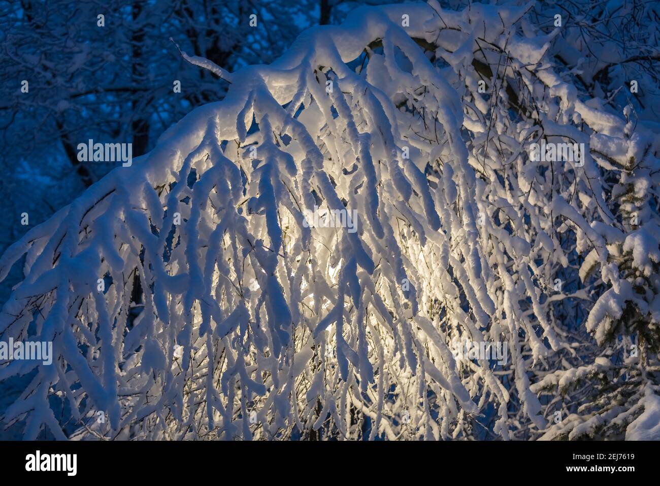 Im Winter leuchtet eine gelbe Laterne im Park, zwischen großen, schneebedeckten Weihnachtsbäumen. Es gibt riesige Schneeflocken auf den Ästen. Stockfoto