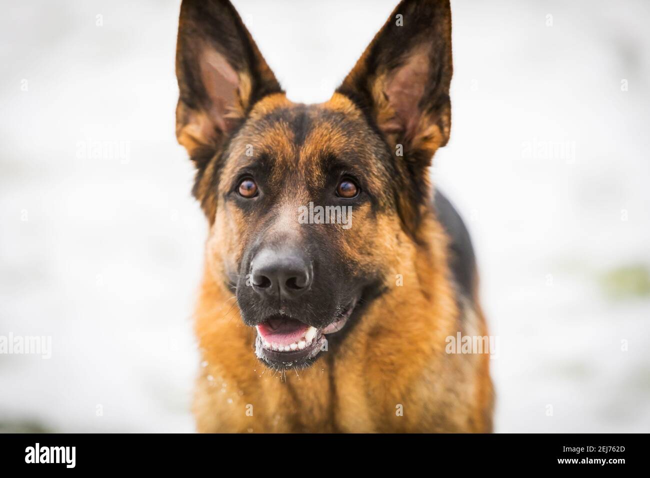 Deutsch junger Schäferhund führt die Befehle des Besitzers, läuft durch den Schnee. Will verstehen, spielen, springen, denken. Stockfoto