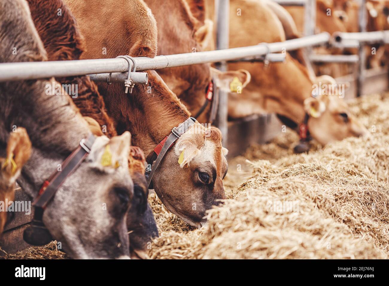 Milchviehindustrie. Rote Jersey Kühe stehen im Stall und fressen Heu. Stockfoto