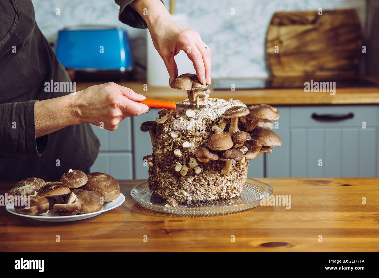 Mit einem Messer schneiden Shiitake Pilze, Lentinula edodes wachsen in der Küche zu Hause. Anbau Ihrer eigenen Nahrung, Indoor-Garten-Konzept. Stockfoto