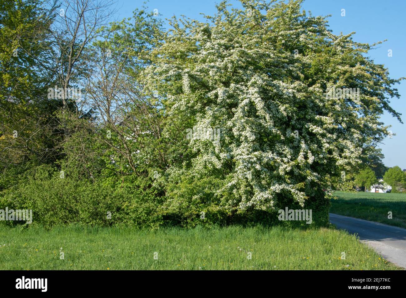 Eine Hecke blühenden Weißdorns, Crataegus monogyna, im Frühling.  Weißdornhecken sind pflegeleicht, dicht, robust und von hohem ökologischen  Wert Stockfotografie - Alamy