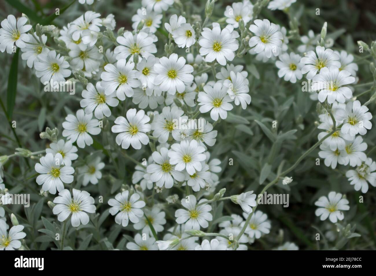 Cluster von kleinen weißen Blüten der krautigen blühenden Pflanze Cerastium Tomentosum (Snow-in-Summer) mit je fünf Doppelblättern mit gelben Zentren o Stockfoto