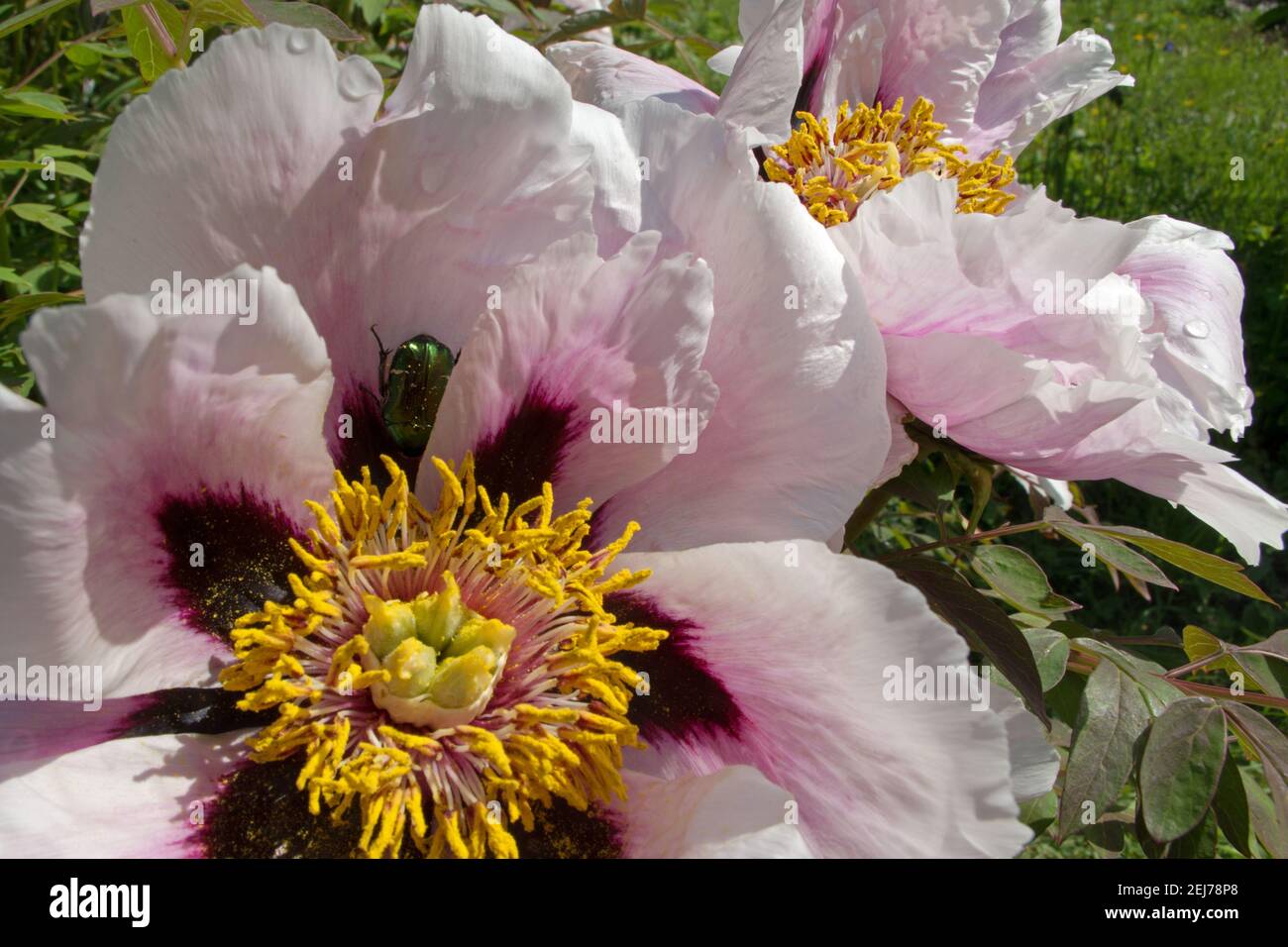 Ein grün glänzender Mückenvirus kam herunter und versteckte sich Eine rosa offene blühende schöne rosa Pfingstrose mit kastanienbraun gefärbt Blütenblätter mit einem gelben flauschigen Zentrum Stockfoto