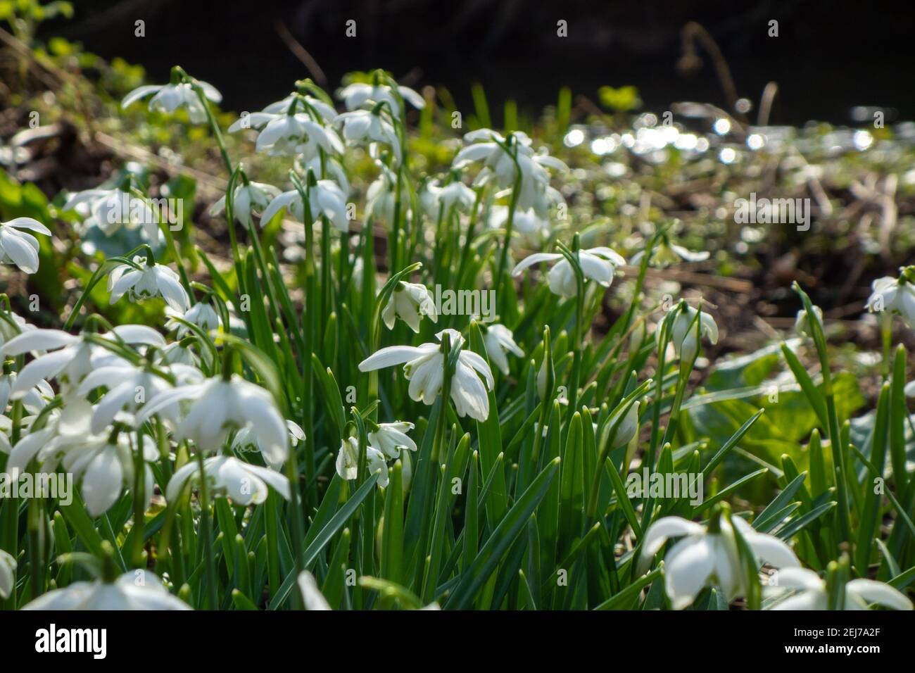 Wilder Schneeglöckchen, Galanthus nivalis, Flordon Common Stockfoto