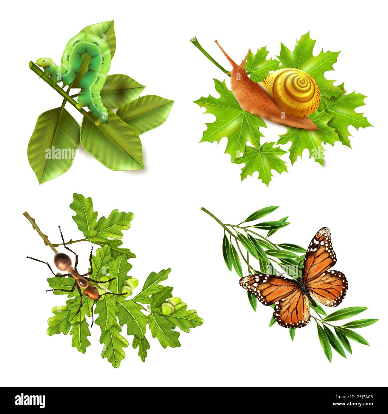 Insekten auf Pflanzen Konzept 4 realistische Icons Set mit Raupe Schnecke Schmetterling und Ameise isoliert Vektor-Illustration Stock Vektor