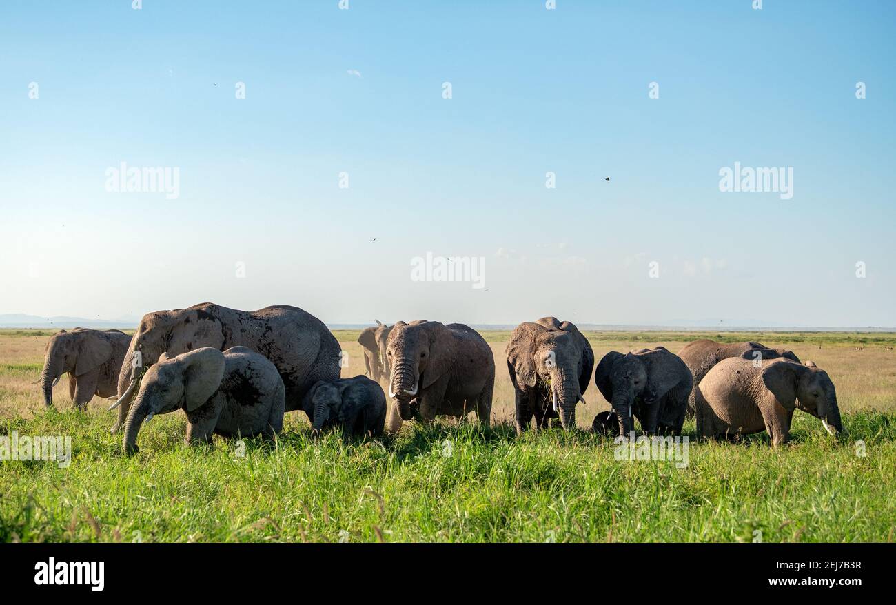 Herde von Bush Elefanten (Loxodonta africana) Wandern am abright Tag im amboseli Nationalpark Reserve, kenia, das nahe zum Mt Kilimanjaro, Tanzaina ist Stockfoto