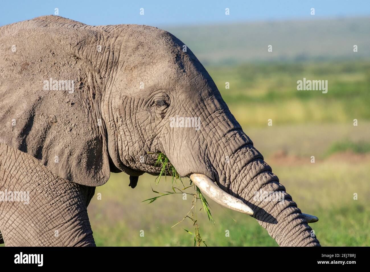 Nahaufnahme des afrikanischen Buschelefanten (Loxodonta africana), der Gras frisst Stockfoto