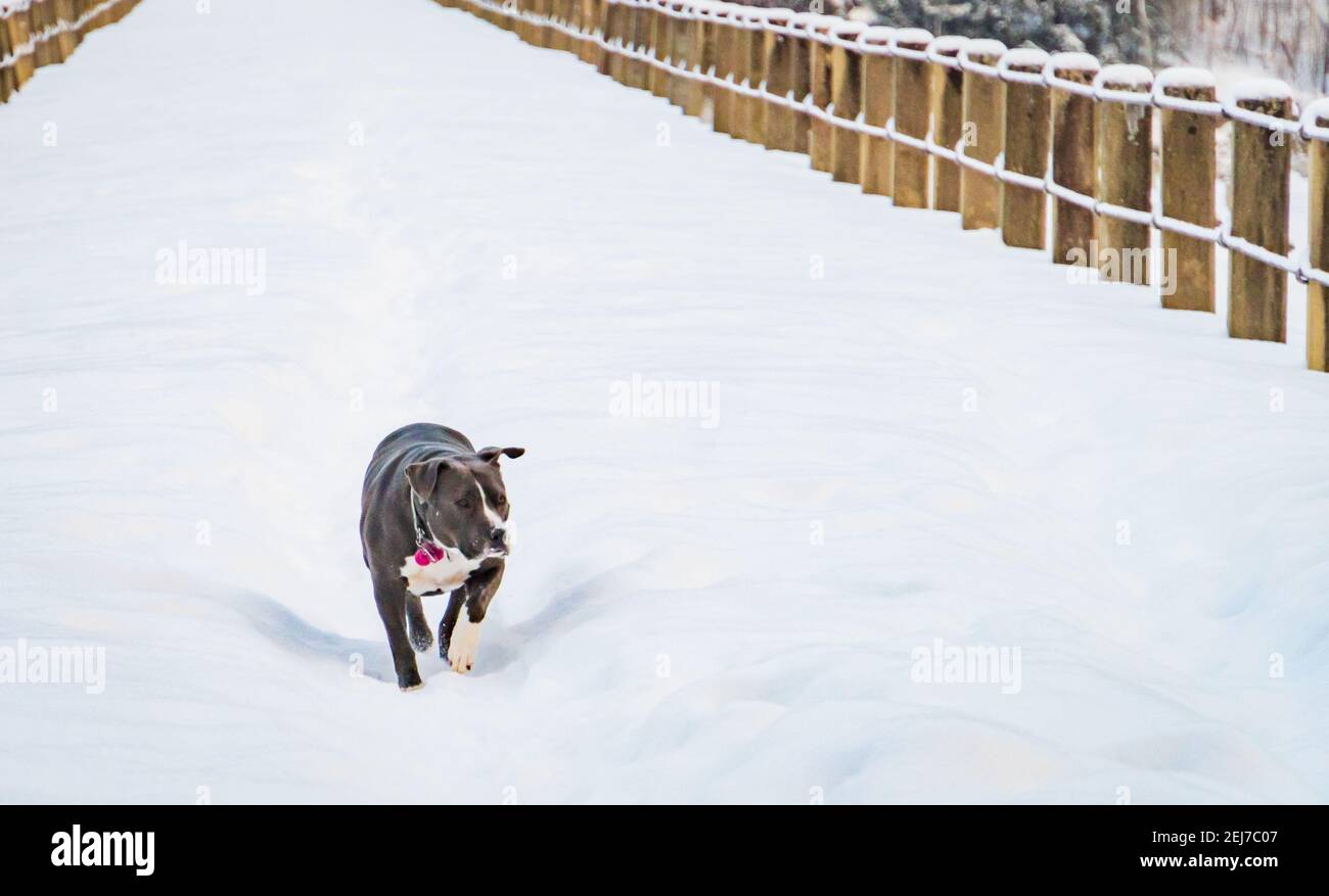 Haustier Hund läuft über Stausee Damm im Winter Stockfoto