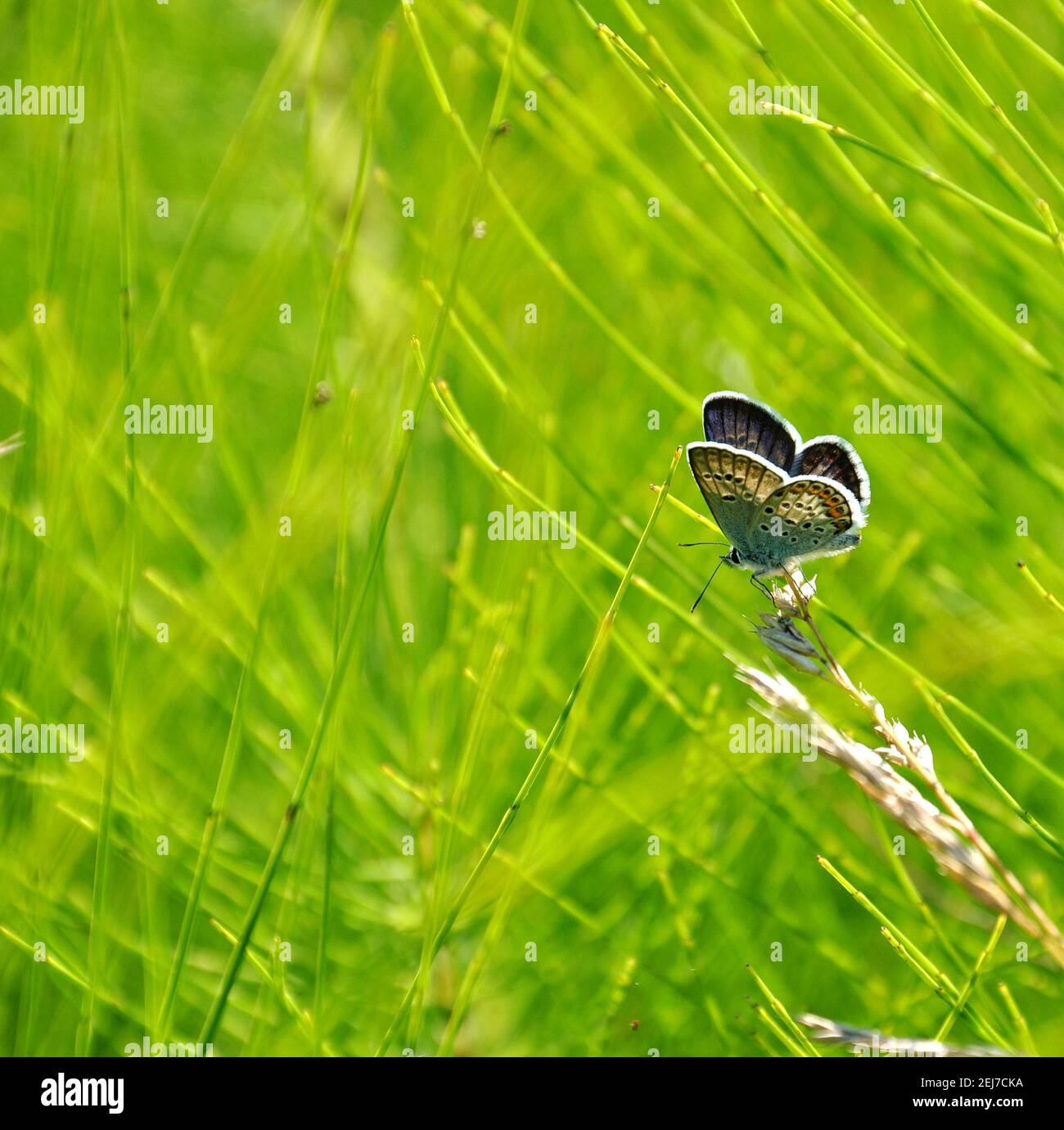 Östlichen tailed blue butterfly (Everes comyntas, auch als Cupido comyntas) auf grünem Gras Hintergrund isoliert. Seitenansicht Stockfoto