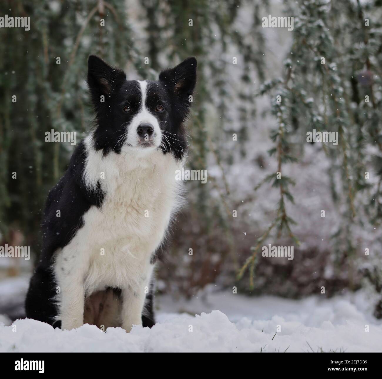 Border Collie liegt im Schnee während des kalten Wintertages. Liebenswert schwarz und weiß Hund im Garten. Stockfoto