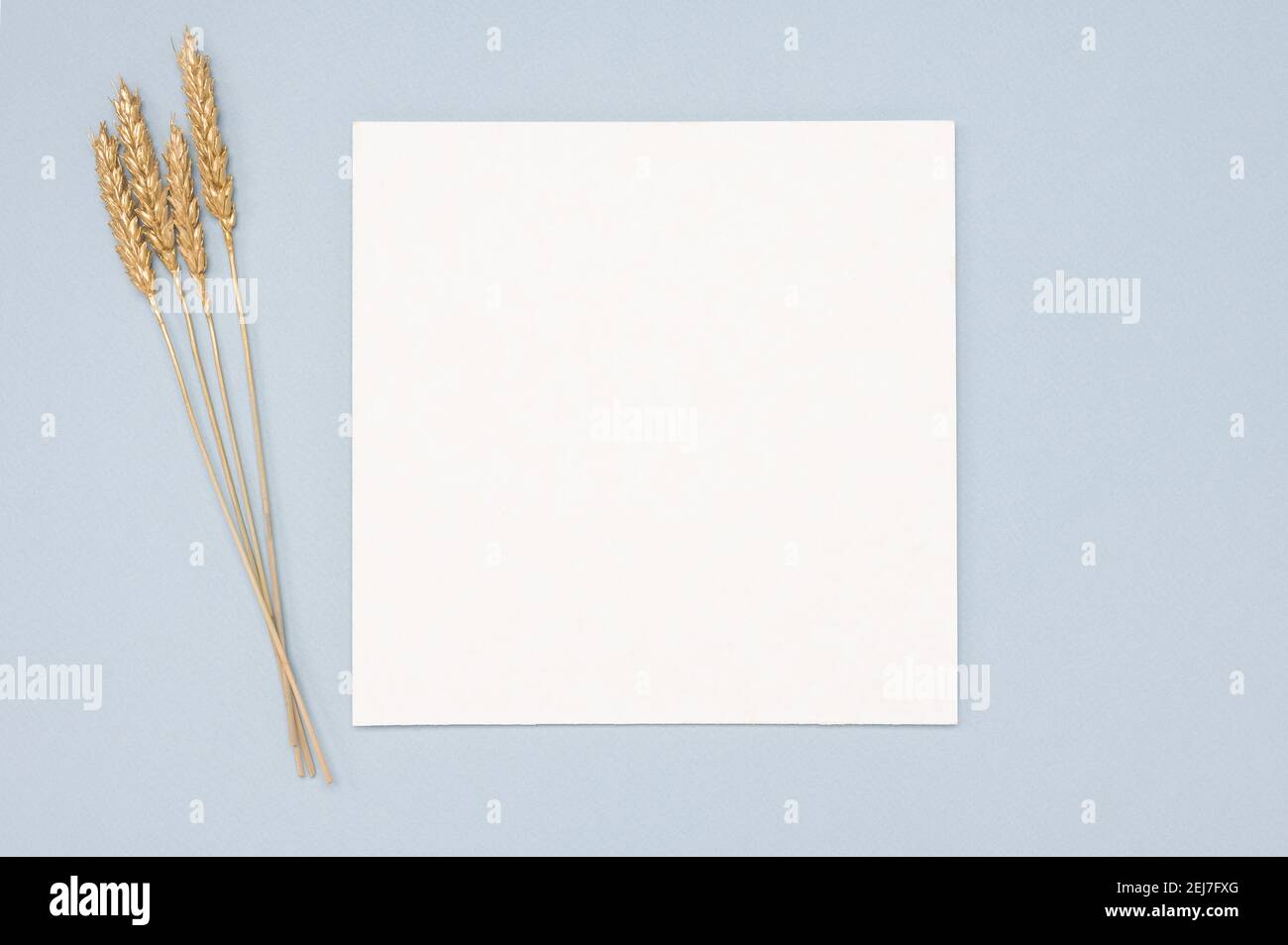 Weißes Papier leer leer, golden getrockneten Gras Dekoration auf neutralem Hintergrund. Weiße quadratische Einladungskarte Mockup auf neutralen Pastelltisch. Flach liegend, t Stockfoto