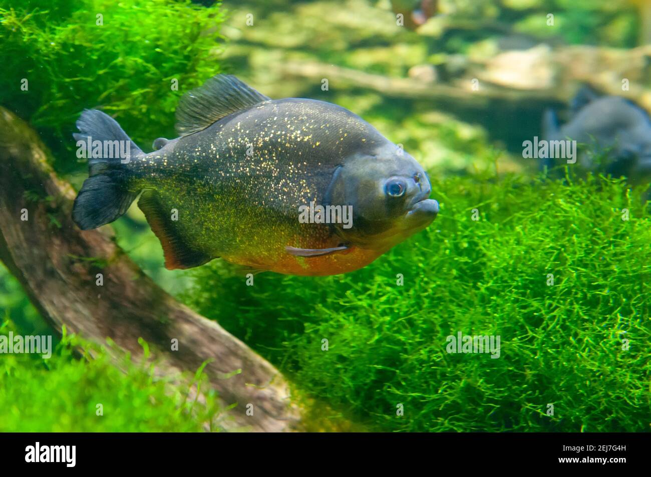 Pygocentrus Nattereri Piranha Fisch Unterwasser Nahaufnahme Portr t 