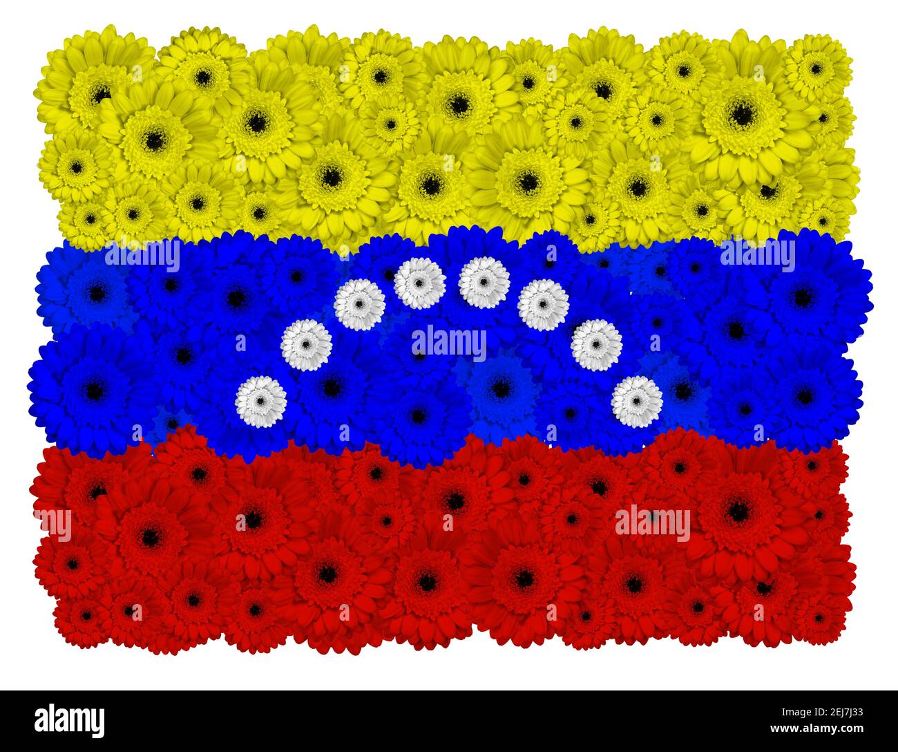 Venezolanische Flagge aus Gerbera-Blüten, isoliert auf Weiß Stockfoto