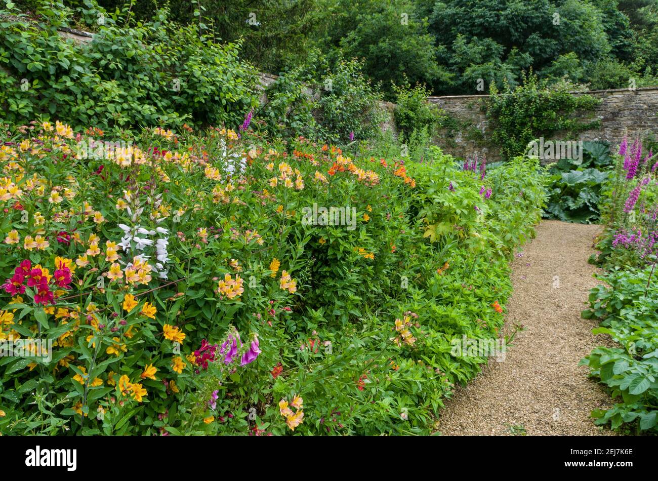 Gärten im Rousham House, Oxfordshire, Großbritannien; Schotterweg, der durch eine bunte krautige Grenze führt. Stockfoto