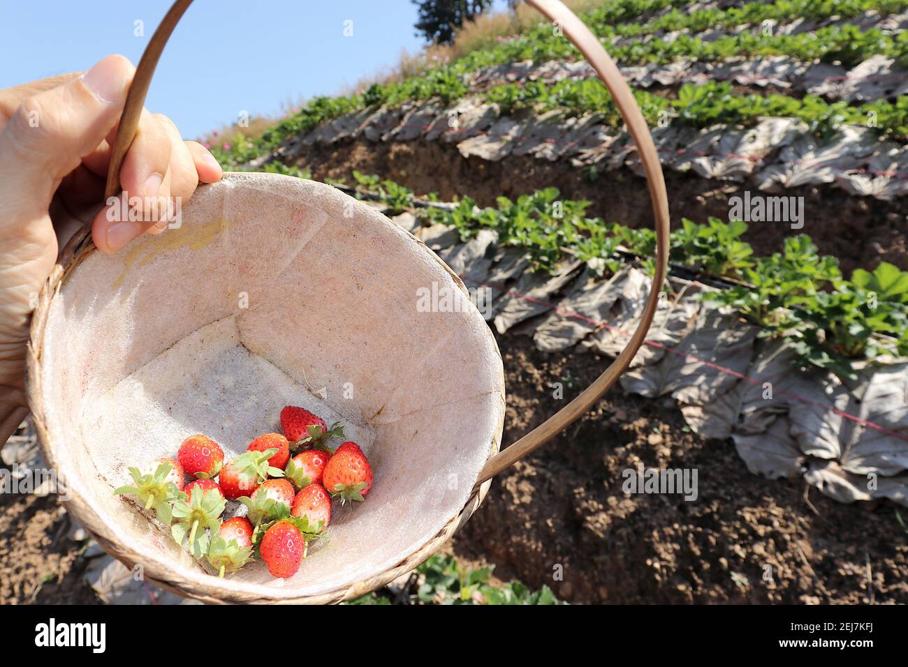 Eine Hand hob einen Korb mit leuchtend roten Erdbeeren. Mit Ackerland als Hintergrund. Stockfoto