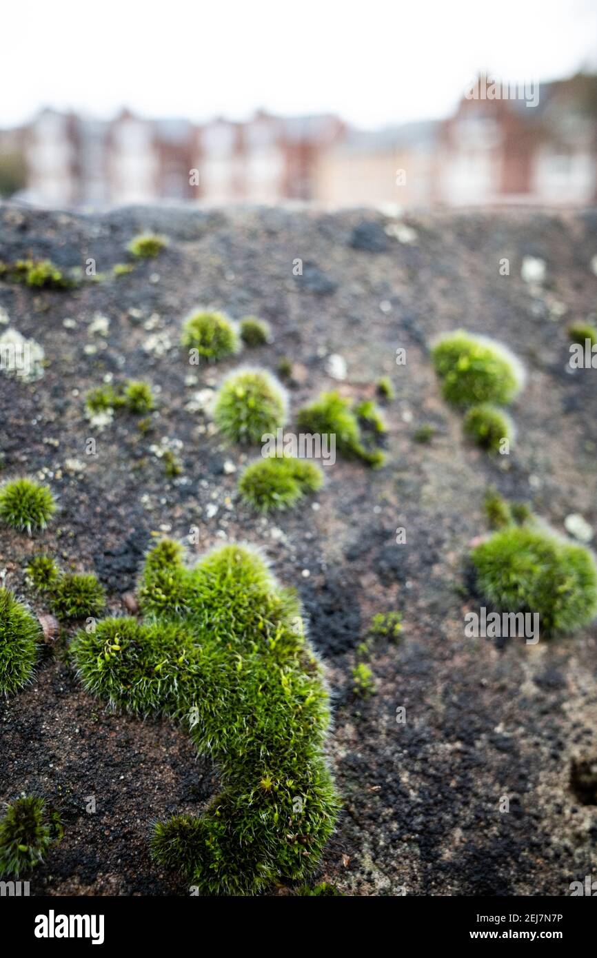 Nahaufnahme von Moos, das an einer Wand in einer städtischen Umgebung wächst, Exeter, Devon, England Stockfoto