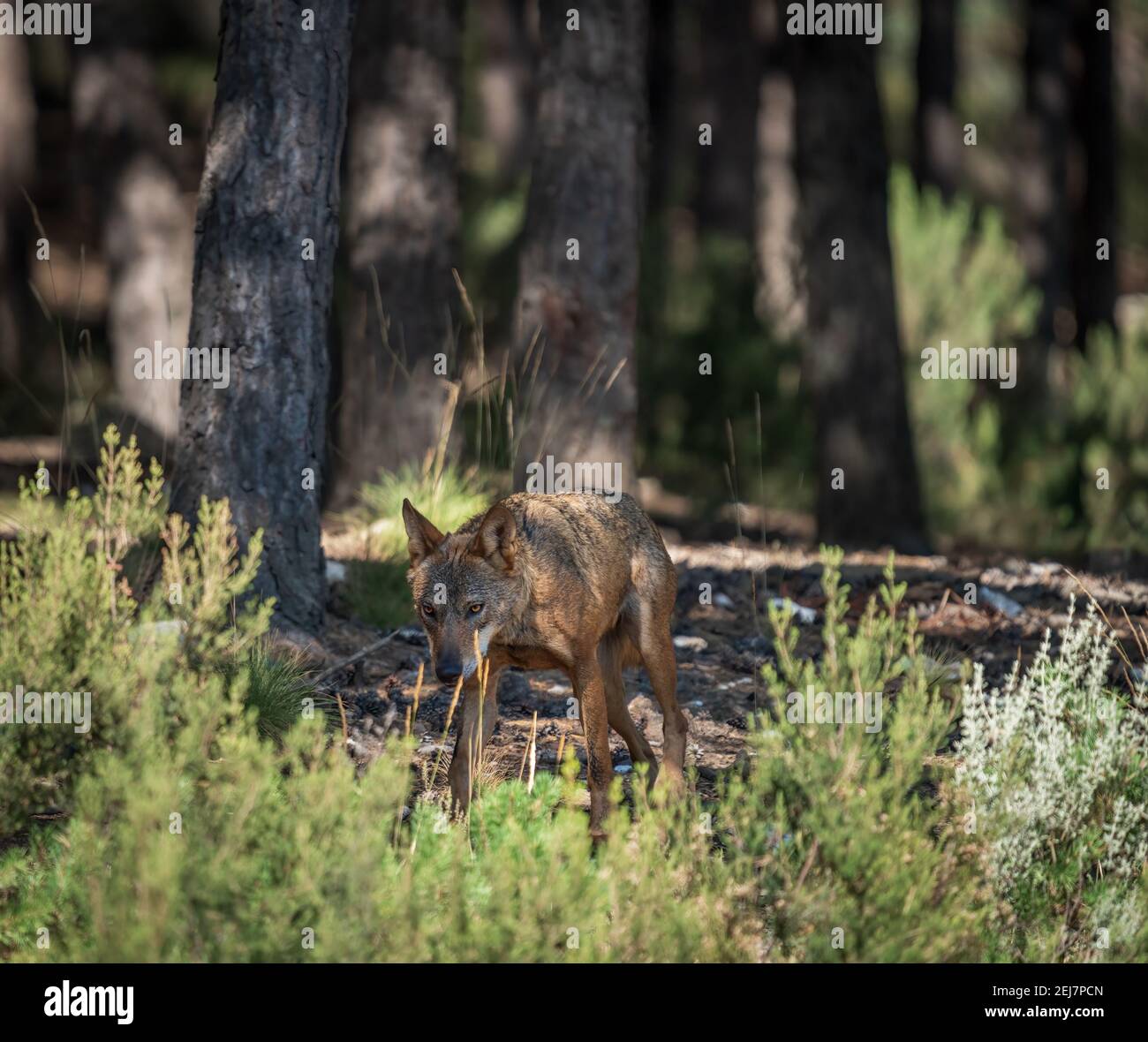 Nachdenkliche Canis Lups Signatus beim Spaziergang in den Busch Stockfoto