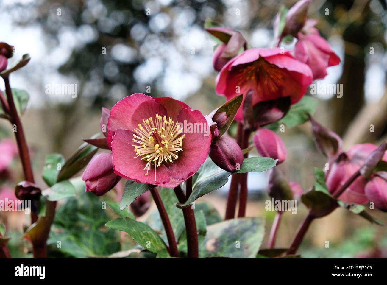 Rosa Hellebores, oder fastenrose, in Blüte Stockfoto