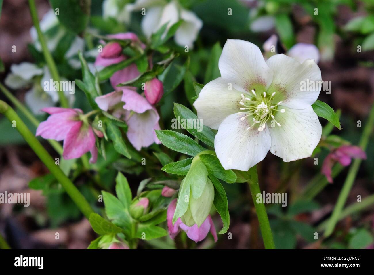 Weiße Hellebores, oder fastenrose, blühend Stockfoto